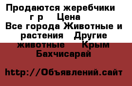 Продаются жеребчики 14,15 16 г.р  › Цена ­ 177 000 - Все города Животные и растения » Другие животные   . Крым,Бахчисарай